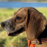 Picture of dog lost at Francarville