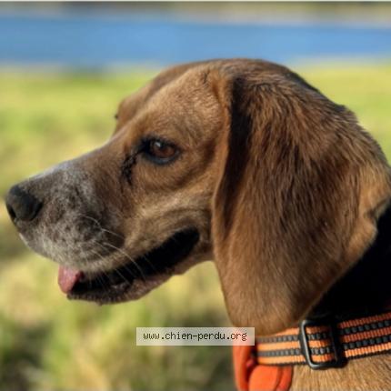 Photo 1/1 Ta&iuml;a Chien lost in Francarville