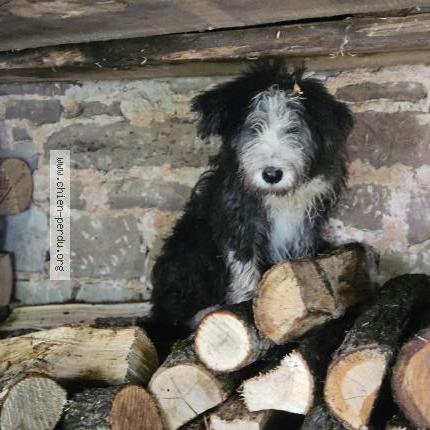 Photo 1/1 Apa Vicking Chien lost in Nancy