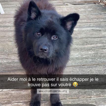 Photo 1/1 Bouboule Chien lost in Voutre