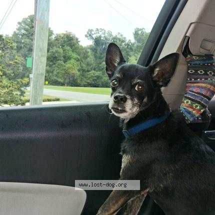 Photo 1/1 Found dog Found in Hamilton