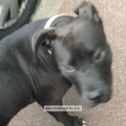 Photo 1/1 Pushka Chien lost in Corbeil essonne