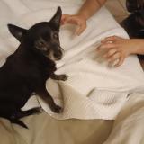 Picture of dog lost at Pernes Les Fontaines