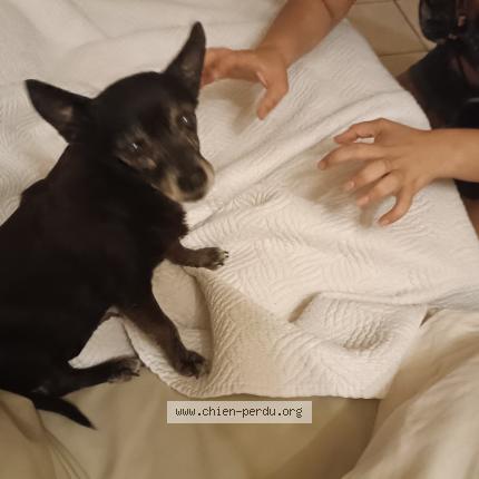 Photo 1/1 Bella Chien lost in Pernes les fontaines