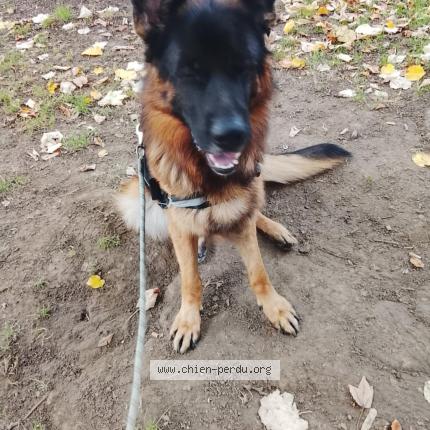 Photo 1/1 Found dog Found in Boulogne sur mer