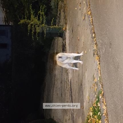Foto 1/1 Hond gevonden Gevonden in Uccle