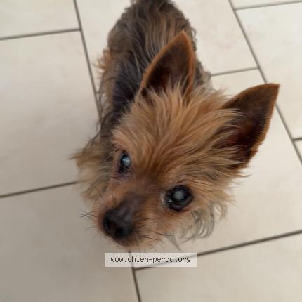 Photo 1/1 Forest Chien lost in Livarot pays d auge