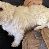 Picture of dog lost at Monteux