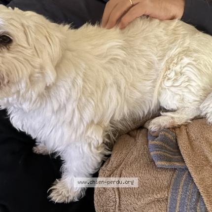 Photo 2/2 Maya Chien lost in Monteux