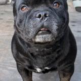 Picture of dog lost at St Andre De La Roche