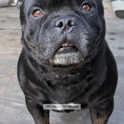 Photo 1/1 Gotham Chien lost in St andre de la roche