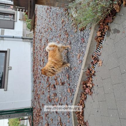 Foto van gevonden hond in Hautrage