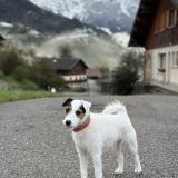 Picture of dog lost at Manigod