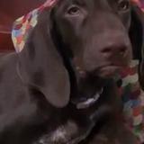 Photo of a dog found in Le Vauclin