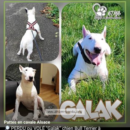 Photo 1/1 Galak Chien lost in Zellenberg