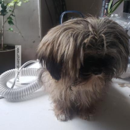 Photo 1/1 venom Chien lost in Saint paul en gatine