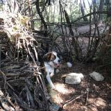 Picture of dog lost at Pertuis