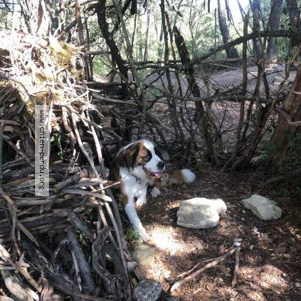 Photo 1/1 Tabasco Chien lost in Pertuis