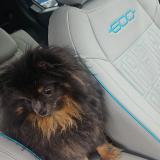 Picture of dog lost at Orlineas