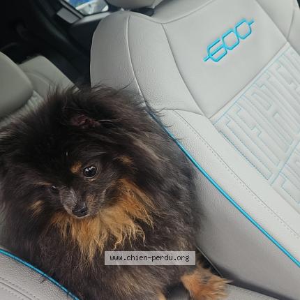 Photo 1/1 Nala Chien lost in Orlineas