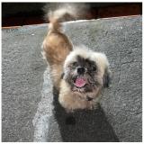 Photo of a dog found in Schoelcher