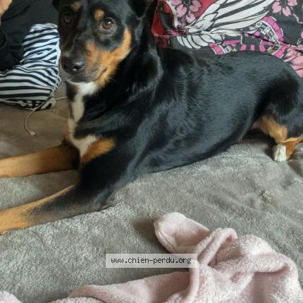 Photo 1/1 Kiko Chien lost in Clermont ferrand