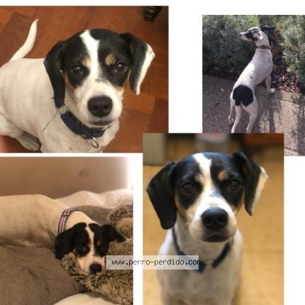 Photo 1/1 Roma Chien lost in San martin de los andes