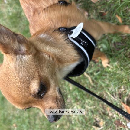 Photo 1/1 Kitty Chien lost in Aubergenville