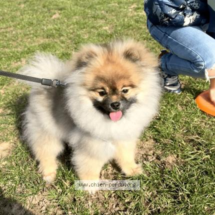 Photo 1/1 Vin’s Chien lost in Soignies