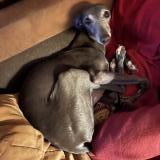 Picture of dog lost at Montlouis Sur Loire