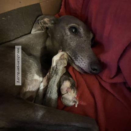 Photo 2/4 Olympe Chien lost in Montlouis sur loire