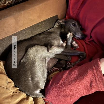 Photo 3/4 Olympe Chien lost in Montlouis sur loire