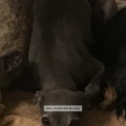 Photo 4/4 Olympe Chien lost in Montlouis sur loire