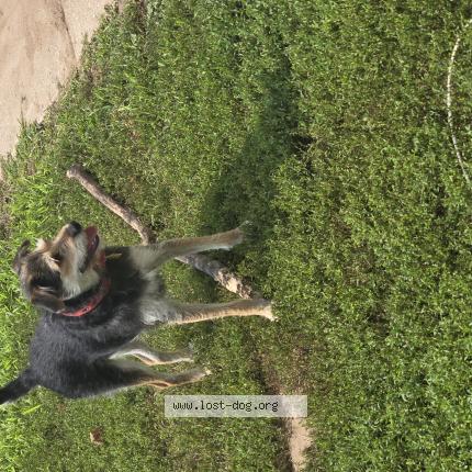 Photo 1/1 Reunited dog Lost in Pembine