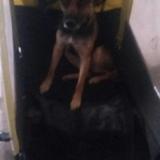 Picture of dog lost at Ouveillan