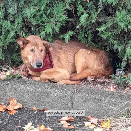 Photo 1/1 Found dog Found in Figeac