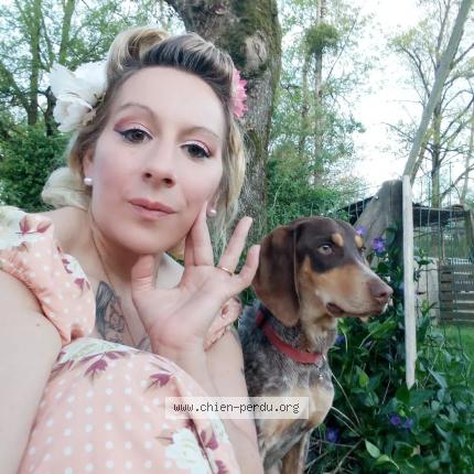 Photo 1/1 Vénus Chien lost in Lorris merci