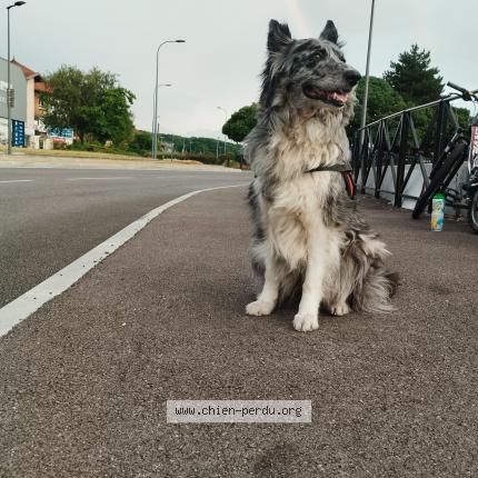 Photo 1/1 Java Chien lost in Chambery