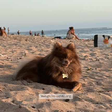 Photo 1/1 Vinnie Chien lost in Pau