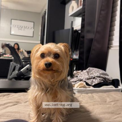 Picture of dog lost at Hemet