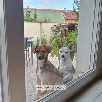 Photo 1/1 Bazoka Chien lost in Tonneins