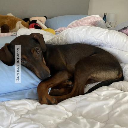 Photo 1/1 Nina Chien lost in Aunou le faucon