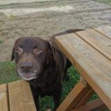 Picture of dog lost at Oignies