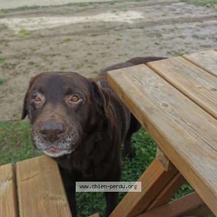 Photo 1/1 Moka Chien lost in Oignies