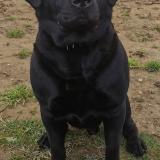 Picture of dog lost at Oignies