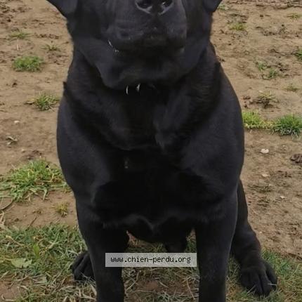 Photo 1/1 Pumba Chien lost in Oignies