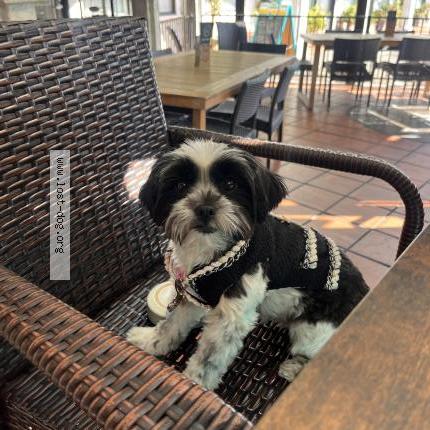 Photo 1/1 Reunited dog Lost in San Diego