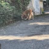 Picture of dog found at Saint Chamond