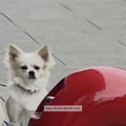 Photo 1/1 Found dog Found in Geneve plainpalais