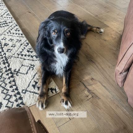 Photo 1/1 Reunited dog Lost in Ridgefield